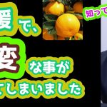 愛媛で大変なことが起きてしまいました！なぜ自民党は見て見ぬ振りをするのか全く意味がわかりません　参政党　神谷宗幣　松田学