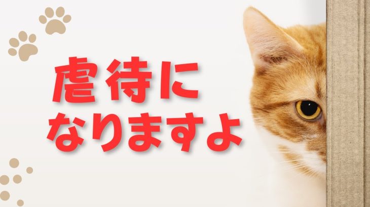 猫のご意見番！ショックです　ぶっ壊せの立花孝志さんの猫の飼い方が駄目すぎた