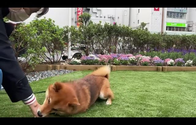 立花孝志　サスケとの演説後のふれあい　蒲田駅前　サスケ単独