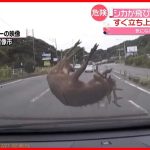 【危険】シカが車と衝突…「気づいた時には、車の前に…」  福岡