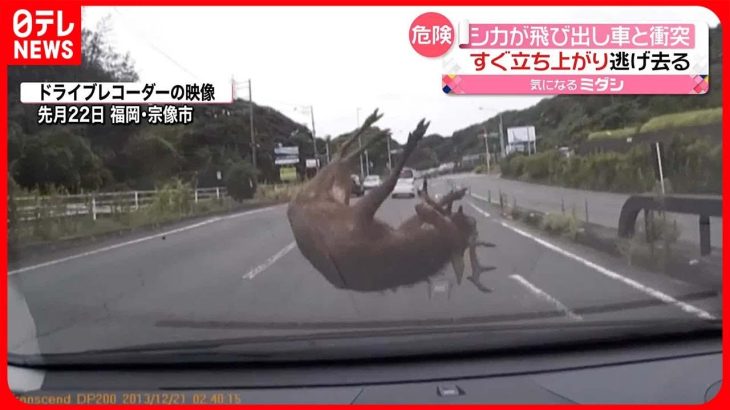 【危険】シカが車と衝突…「気づいた時には、車の前に…」  福岡