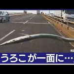 “空から魚”車を直撃　ガラスにひび…　福岡【知っておきたい！】(2023年11月15日)