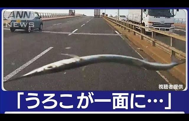 “空から魚”車を直撃　ガラスにひび…　福岡【知っておきたい！】(2023年11月15日)