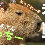 【ポッドキャスト】激ヤバ展開💥ついに💪立花孝志氏が参戦‼️長渕剛氏と参政党の神谷宗幣氏を動画で取り上げました💪