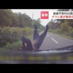 【衝突の瞬間】乗用車の前に飛び出して来たのは…ヒグマ　車と衝突して立ち上がり藪の中へ「クマだと気づいたのはぶつかる直前…」　北海道音威子府村