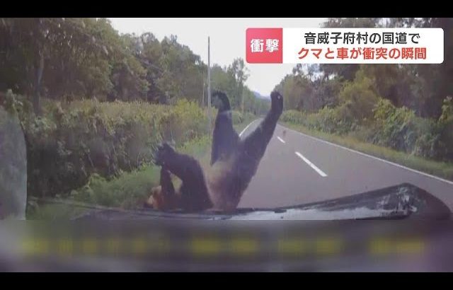 【衝突の瞬間】乗用車の前に飛び出して来たのは…ヒグマ　車と衝突して立ち上がり藪の中へ「クマだと気づいたのはぶつかる直前…」　北海道音威子府村