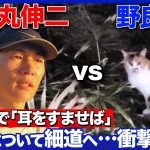 【石丸伸二vs野良猫】東京の離島！「伊豆の踊り子」舞台の漁港で…まさかの展開【ReHacQ旅】