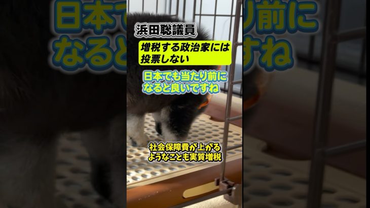 【共感】浜田聡氏「増税する政治家には、絶対に投票しない、が当たり前になるといい」#shorts